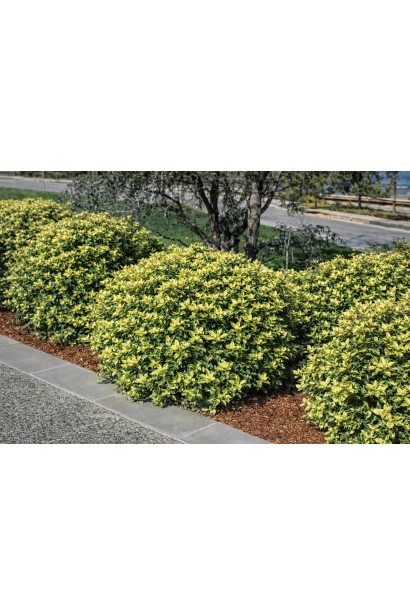 Osmanthus heterophyllus Гошікі догляд